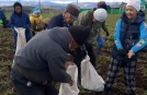 Убираем картофель